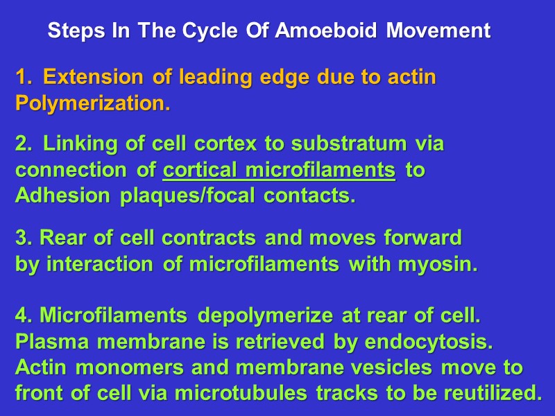 Steps In The Cycle Of Amoeboid Movement Extension of leading edge due to actin Steps In The Cycle Of Amoeboid Movement Extension of leading edge due to actin